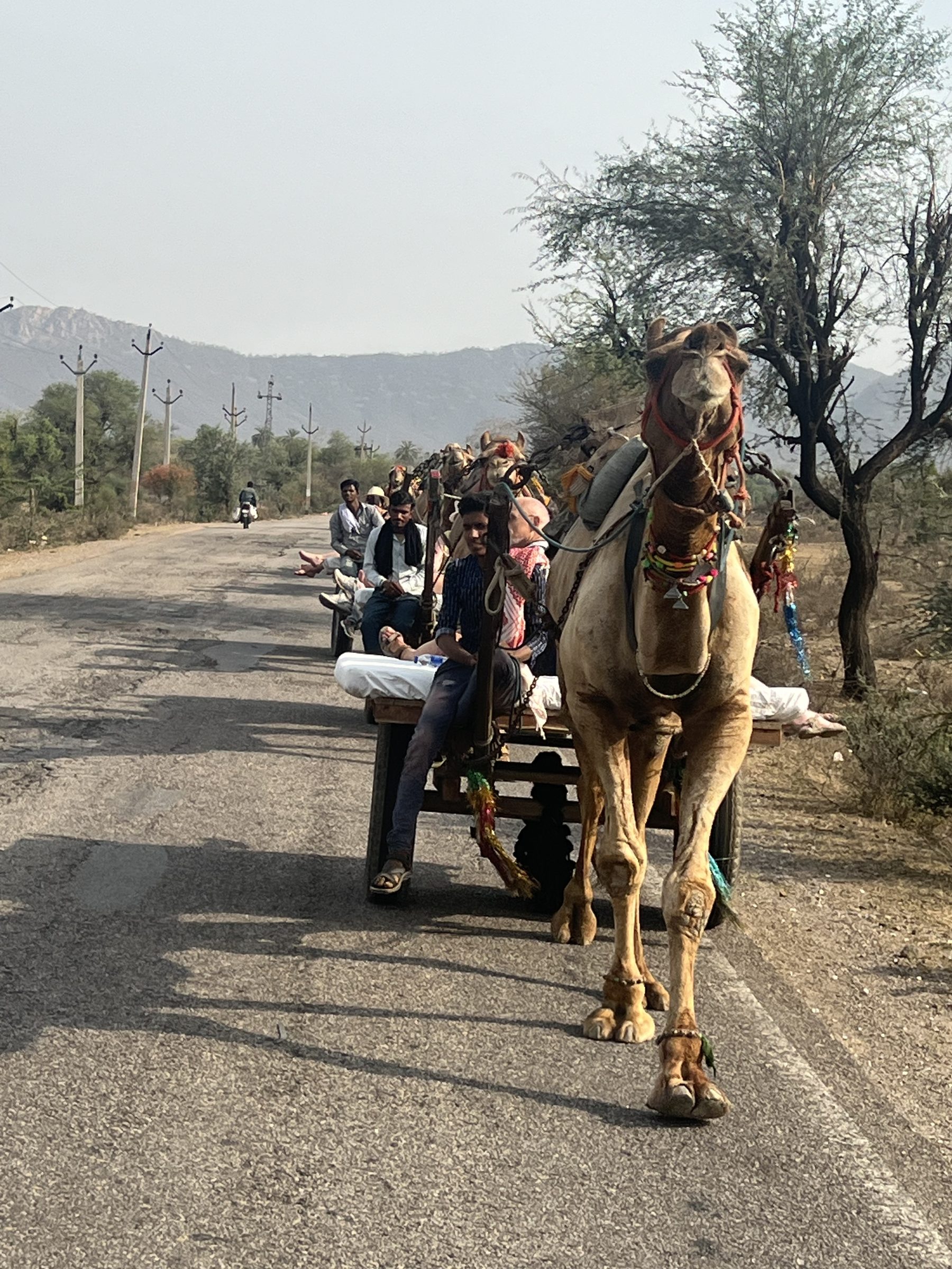 Camel cart on a country road
