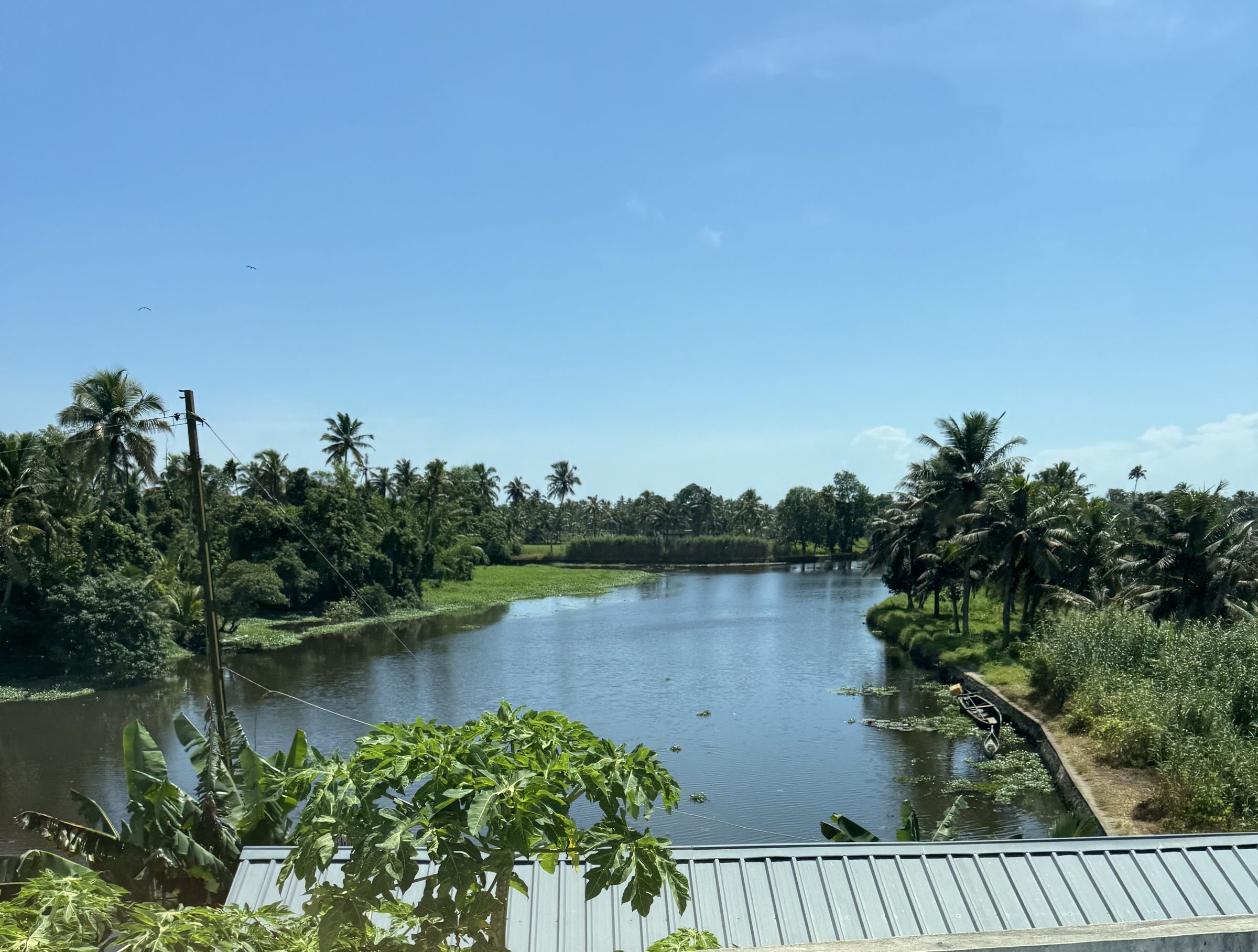 Palm-lined river