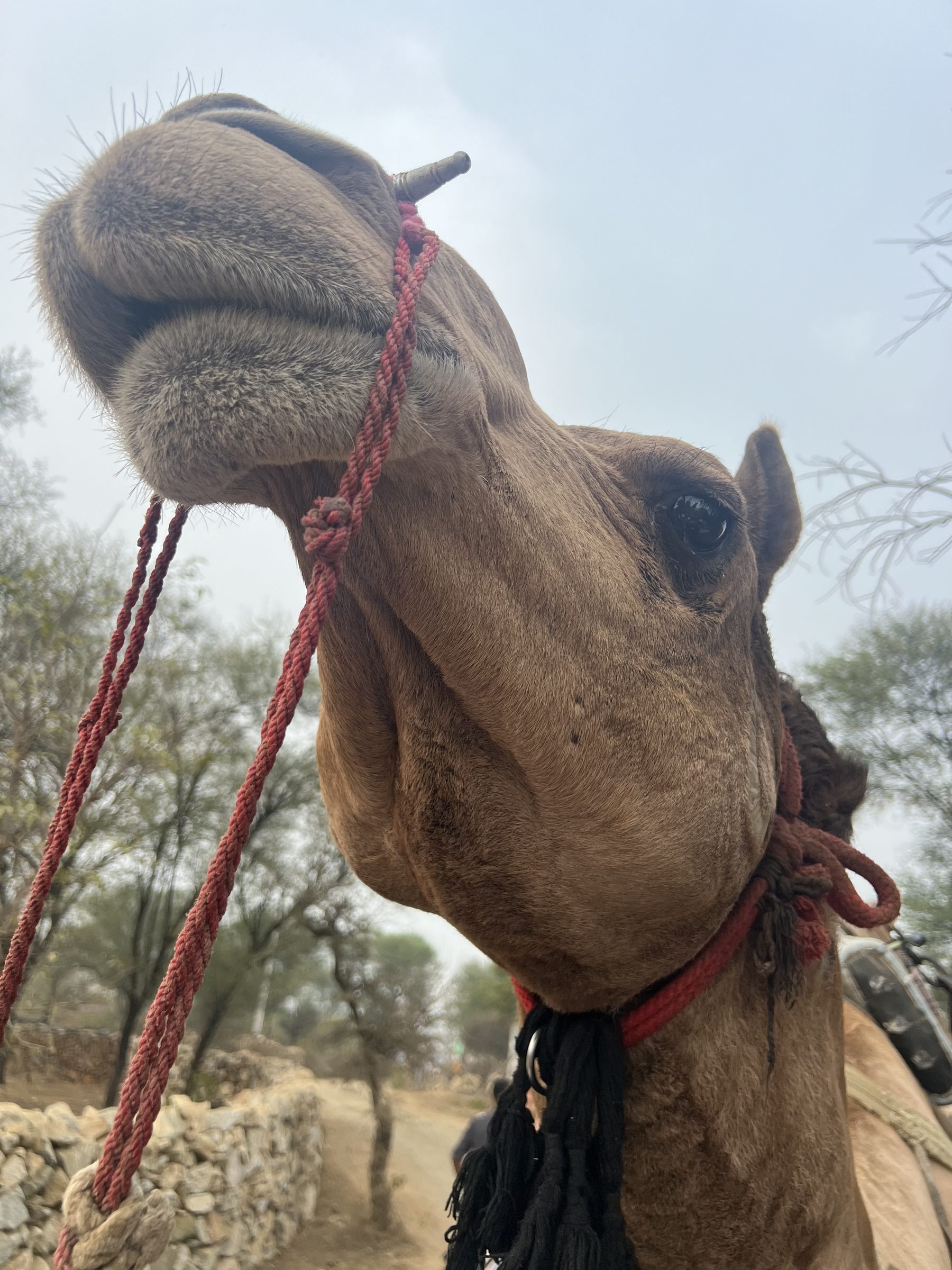 Camel close-up