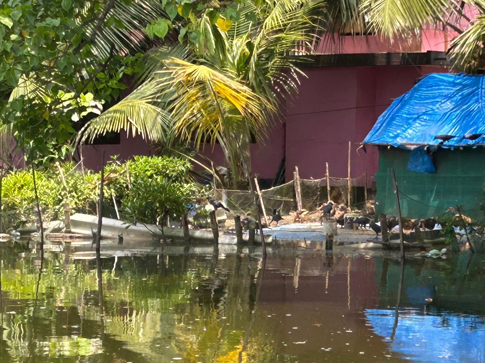 Canal-side reflections on Garlic Island, Kerala backwaters.