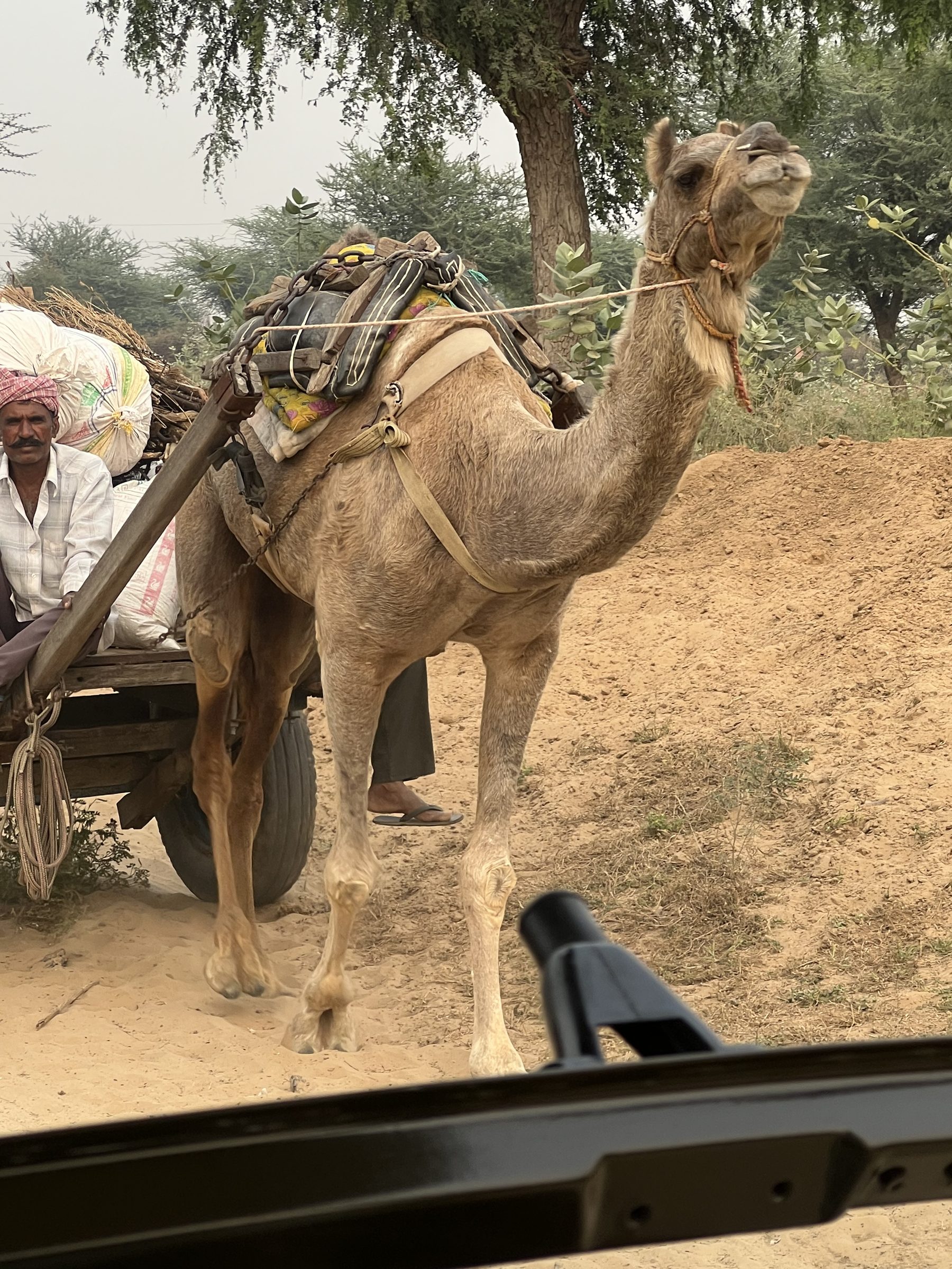 Camel driver