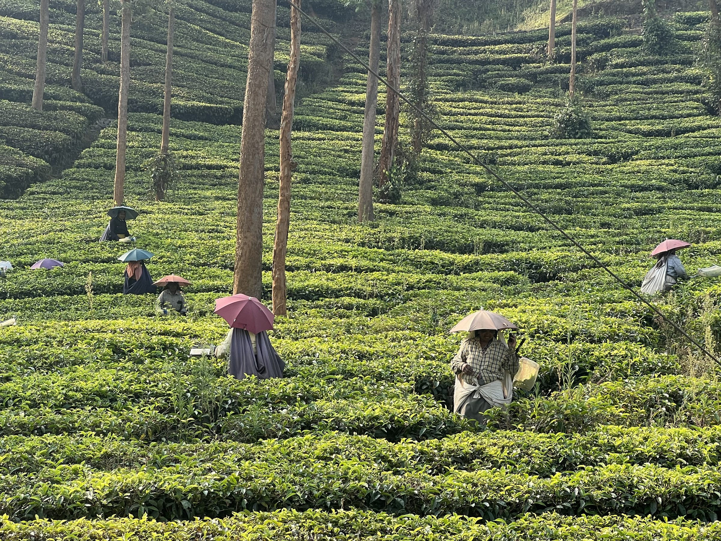 Tea pickers in Munnar