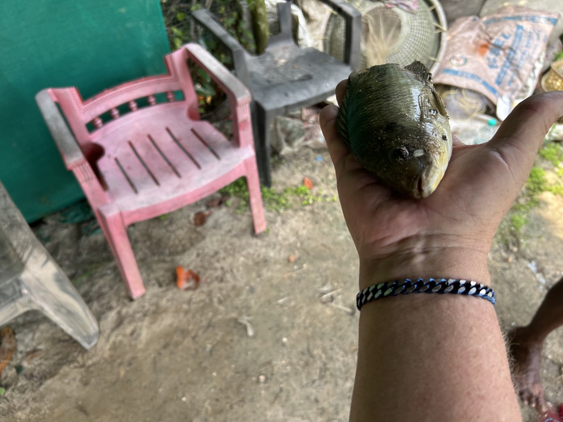 A live, sleeping fish resting in Matt’s hand at the fish farm
