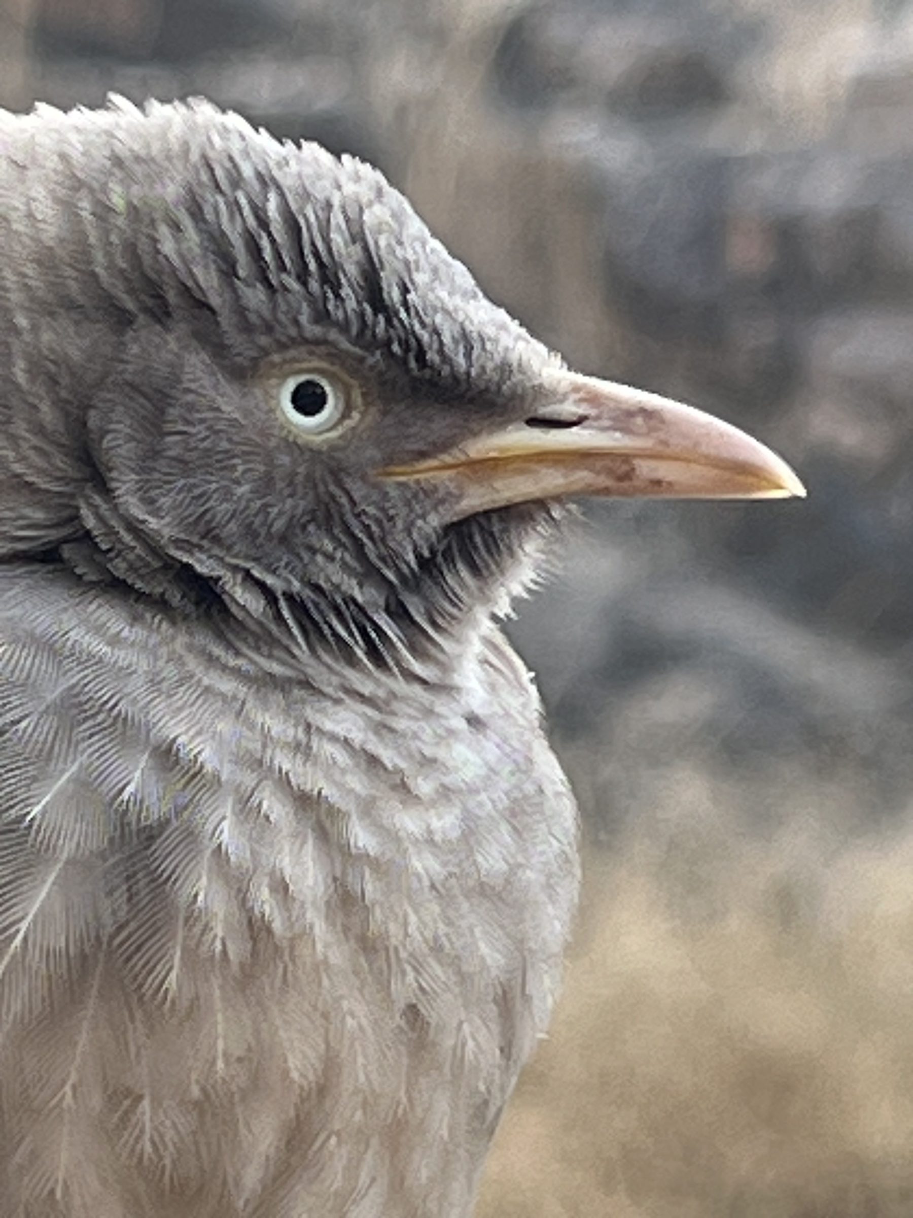 Bird portrait