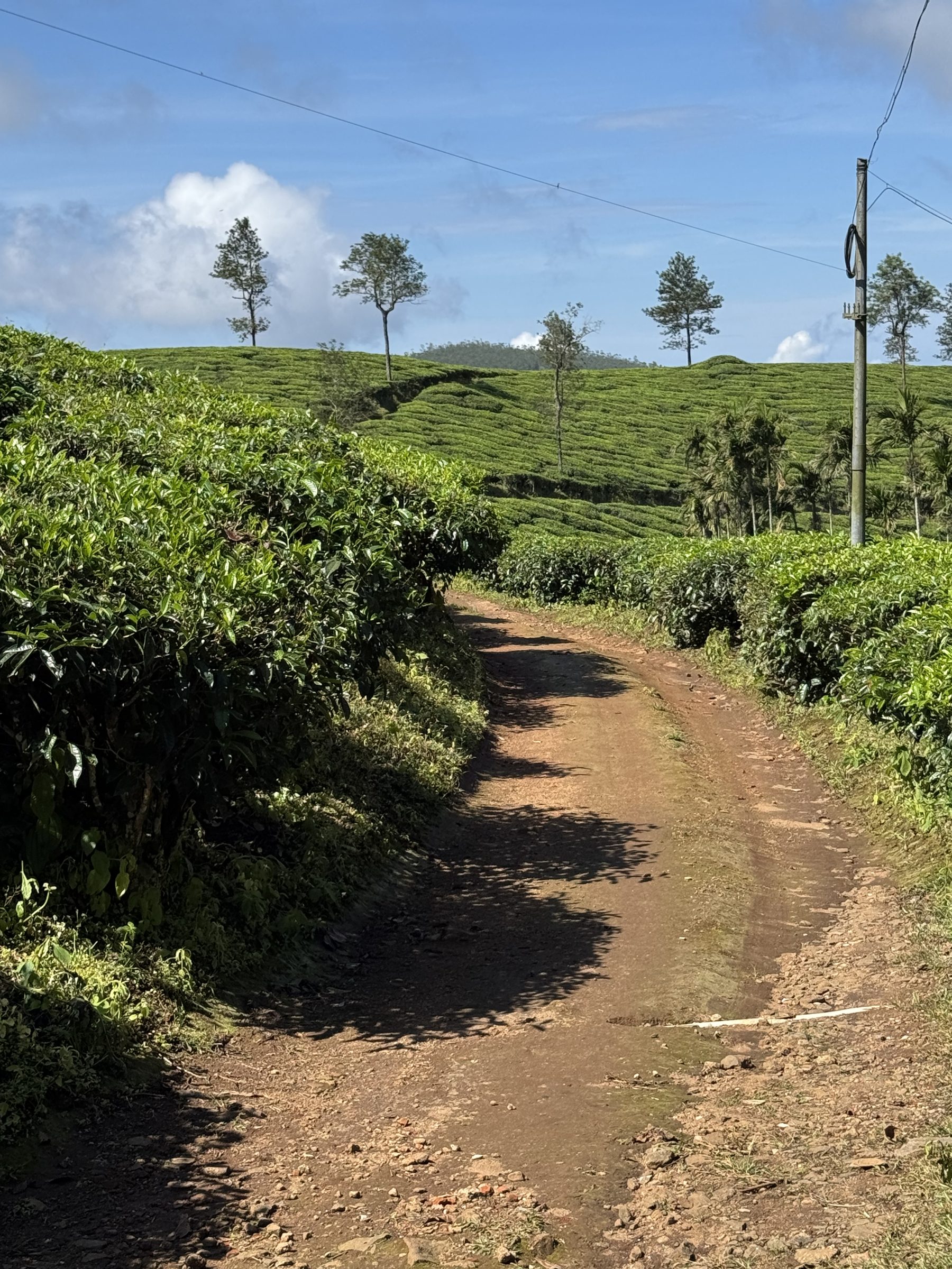 Path through the tea