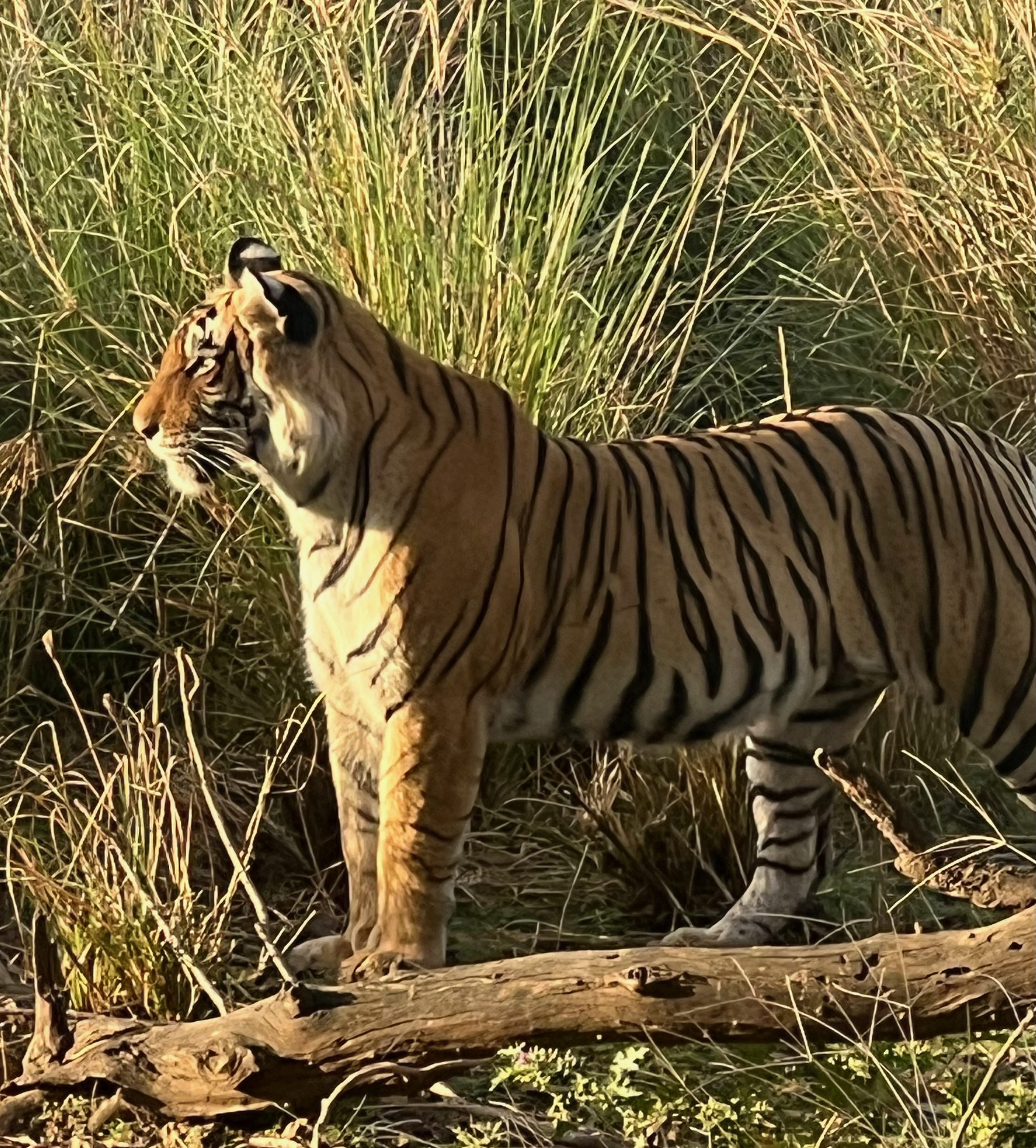 Tiger, Ranthambore