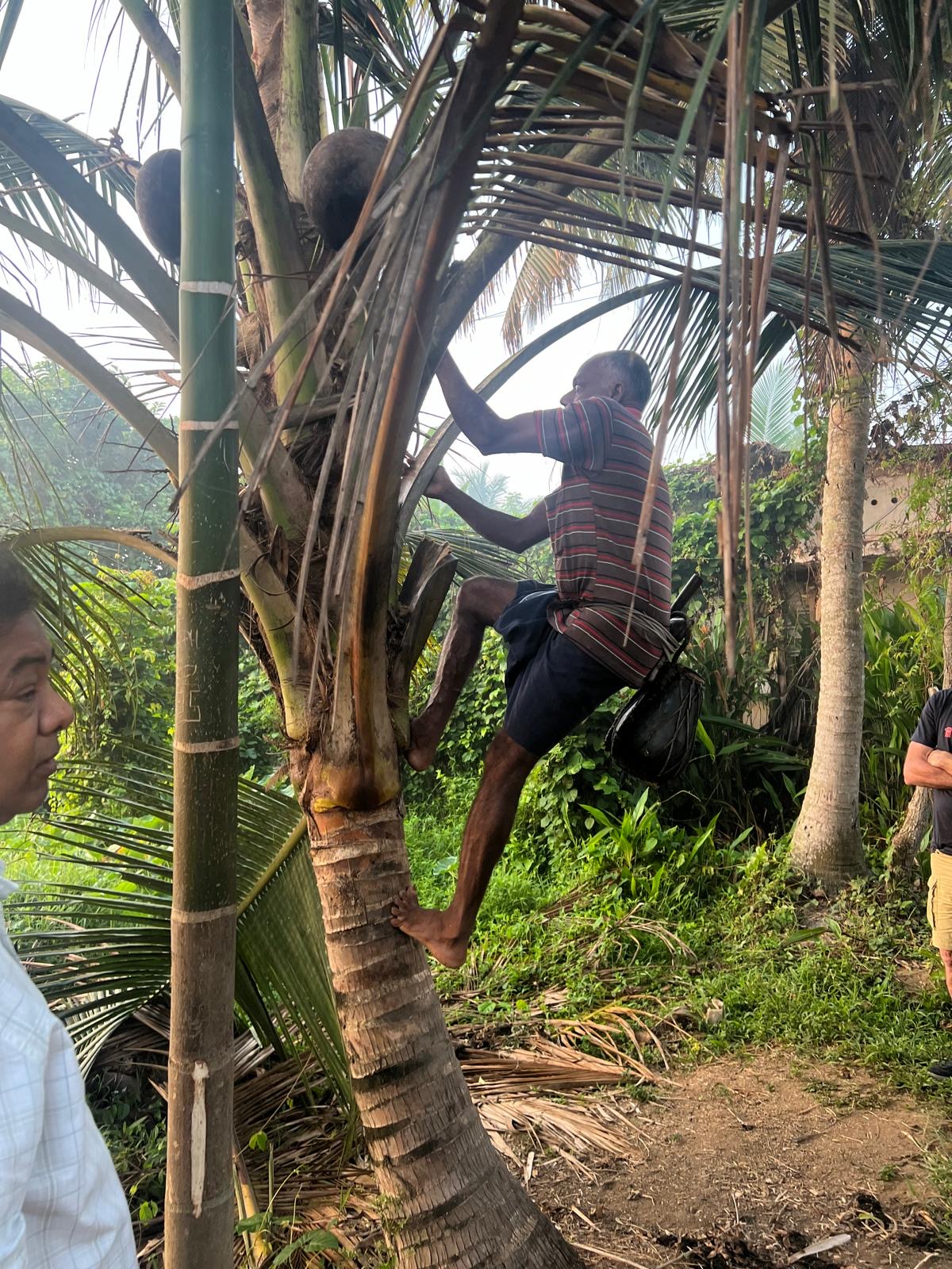 A toddy tapper climbing a coconut palm with collection pots in the crown